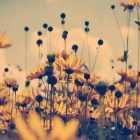 朗诵成人金典作品视频,成人金典朗诵作品视听盛宴